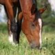 Digestive Health and Colic in Horses 4 digestion low