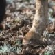 Mud Fever and Rain Scald in Horses 2 mudfever low
