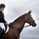 Equine Respiratory System Part II - Upper Respiratory Tract Infections In The Horse 3 Equine Respiratory System Part 2