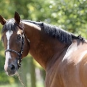 Stallionbanner