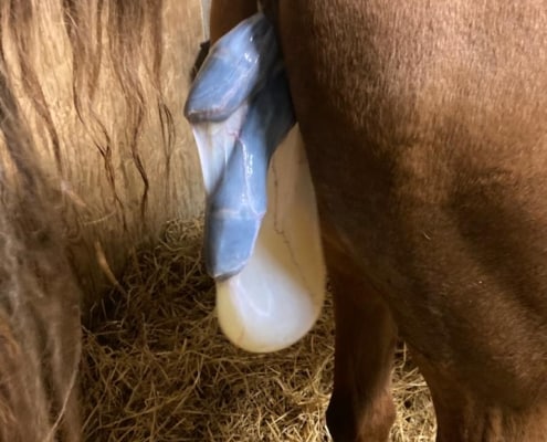 MareFoaling Joe