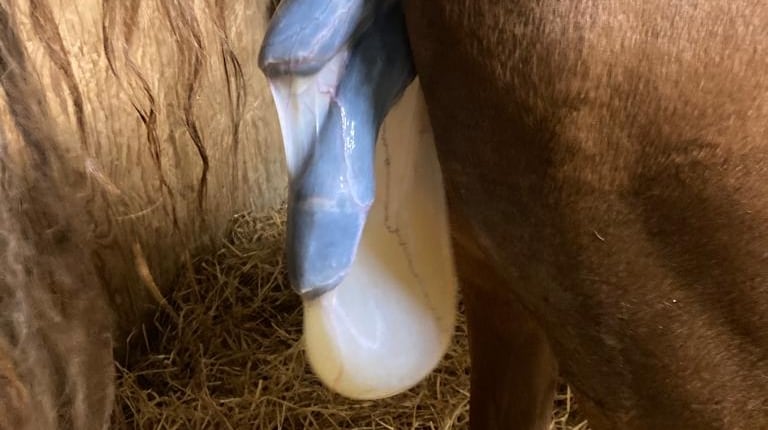 MareFoaling Joe