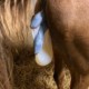 Foaling Mare Part II 8 MareFoaling Joe