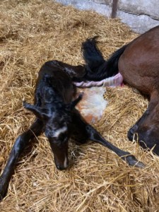 NewFoal Joe1