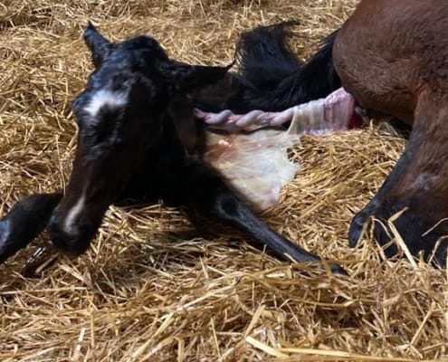 NewFoal Joe2 2 1