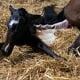 FOALING Part I 4 NewFoal Joe2 2 1