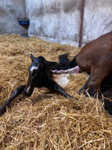 FOALING Part I 5 NewFoal Joe2 2