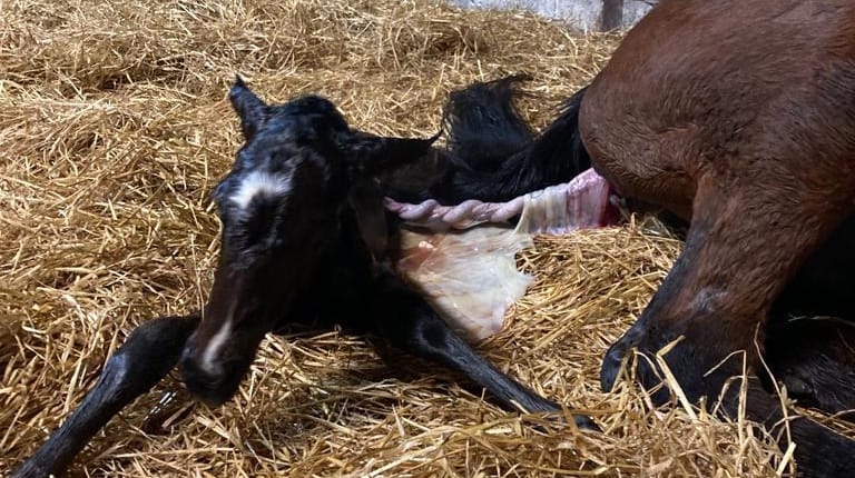 FOALING Part I 1 NewFoal Joe2