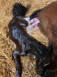 NewFoal Joe3