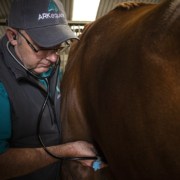 ARKequine Vet John checking horse Vet_ARKequine_EquineAsthma
