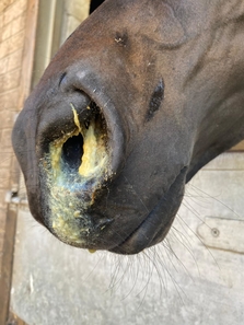 NasalDischarge_ARKequine_Equine Asthma