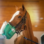 Equine Asthma_horse nebuliser_Flexineb_ARKequine