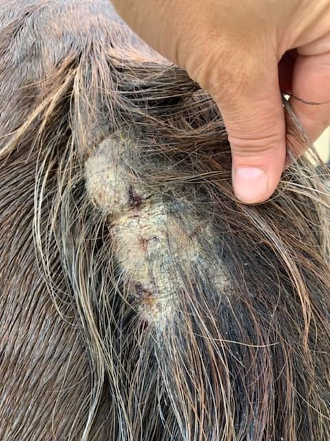 Sweet Itch A Common Problem In Horses 3 Examples-of-sweet-itch-in-horses