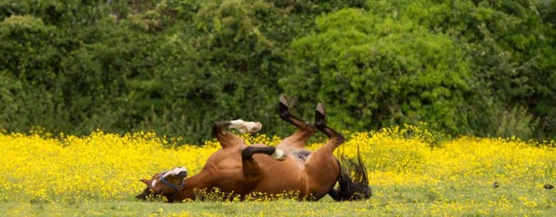 Sweet Itch A Common Problem In Horses 1 horserolling lowres