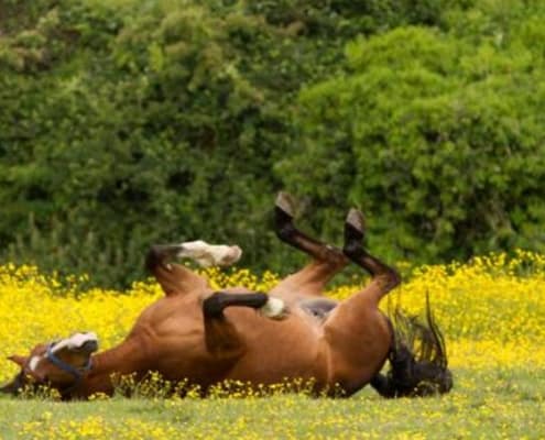 sweet itch in horses