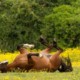 Sweet Itch A Common Problem In Horses 3 sweet itch in horses