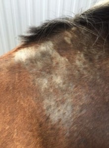 Sweet_Itch_before_treatment