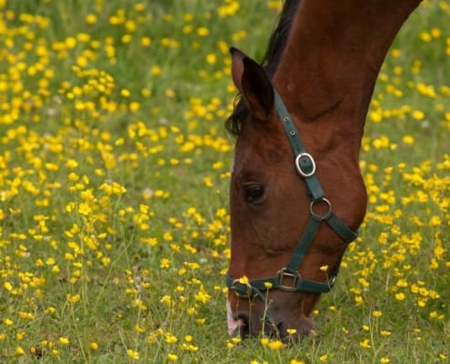 HorseDigestiveSystemExplained ARKequine