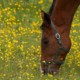 HorseDigestiveSystemExplained ARKequine
