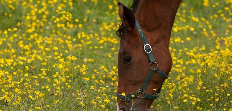 The Horse Digestive System: An Overview 1 HorseDigestiveSystemExplained ARKequine