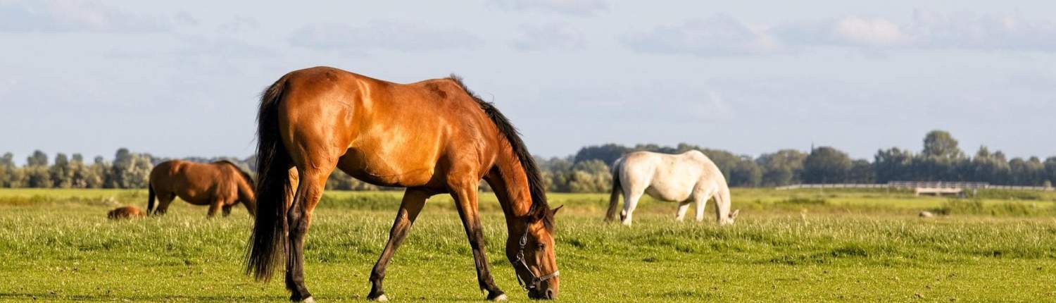 HorsesDigestiveSystem_ARKequine_ HorsesDigestiveSystem_ARKequine_