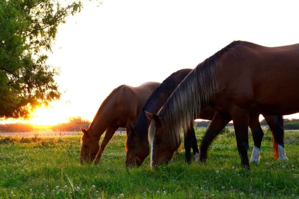 banner - digestive system-min Equine_digestive_system_ARKequine