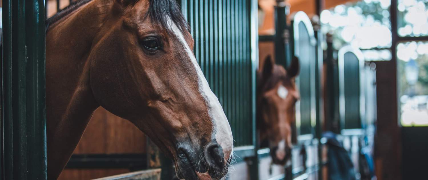 Gastric ulcers in Horses 1 DERM David Will2 2022.04 293 min 1