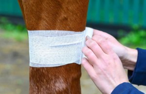  Horse Bandage_Minor horse Wounds