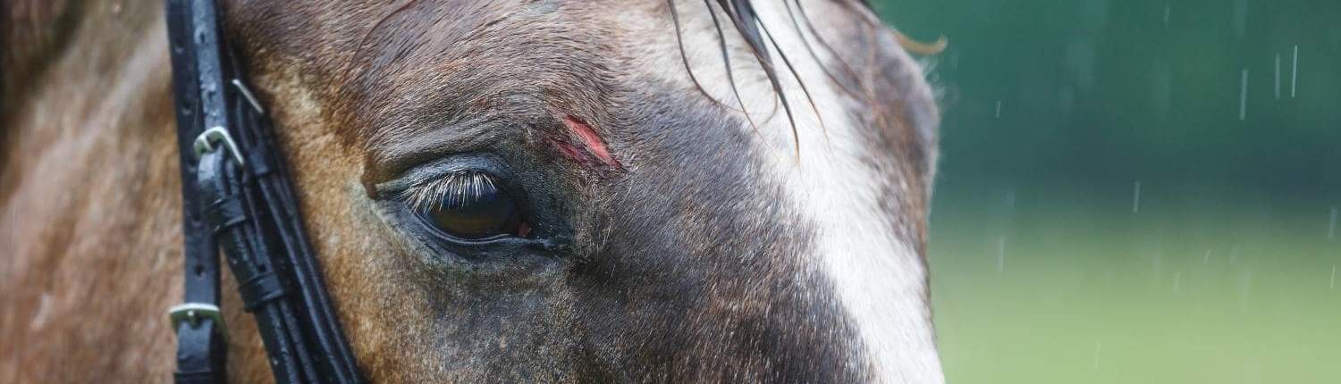 Minor Horse wounds_ARKequine