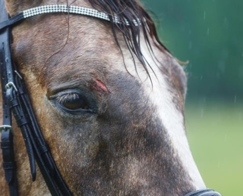 MinorHorsewounds_ARKequine