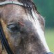 MinorHorsewounds_ARKequine
