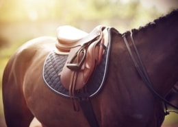DERBY horse lowres