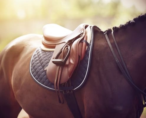 DERBY horse lowres