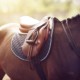 ARKequine launches DERBY®horse-care range 3 DERBY horse lowres
