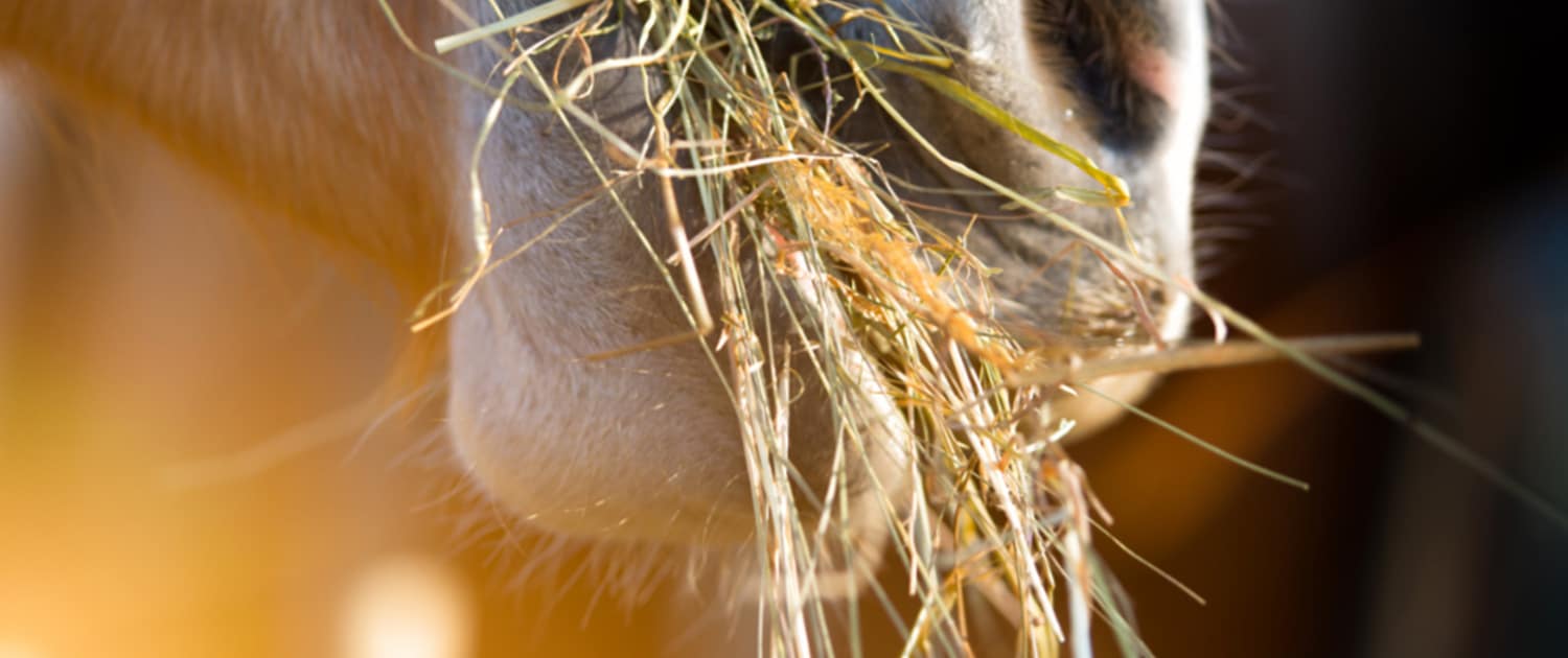Importance of Good Quality Hay 1 Holly