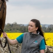 Rapeseed-lowres Rapeseed pollen and horses