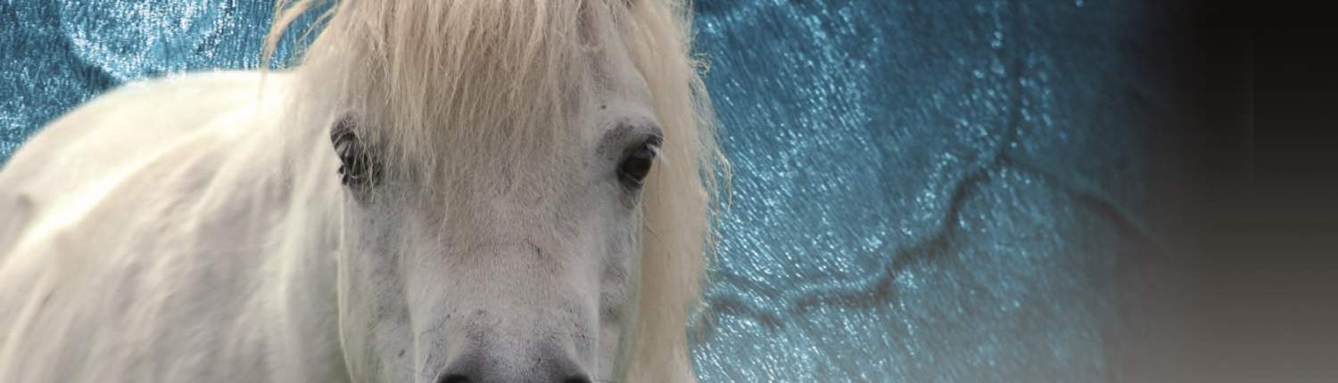 Fatpony_wide laminitis in horses