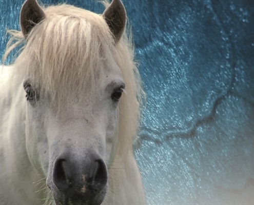 laminitis in horses