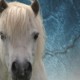 Laminitis in Horses 3 laminitis in horses