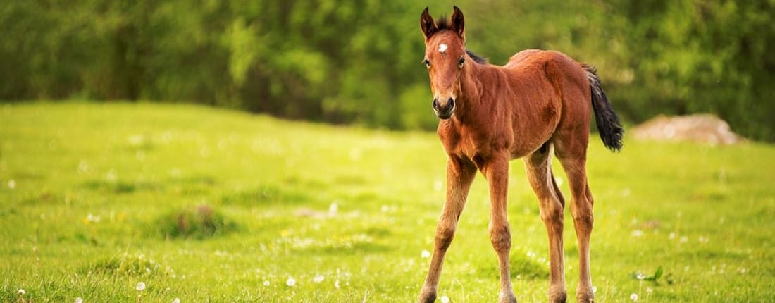Early Foal Nutrition 1 Physitis in Young Horses