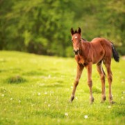 Physitis-in-Young-Horses Physitis in Young Horses