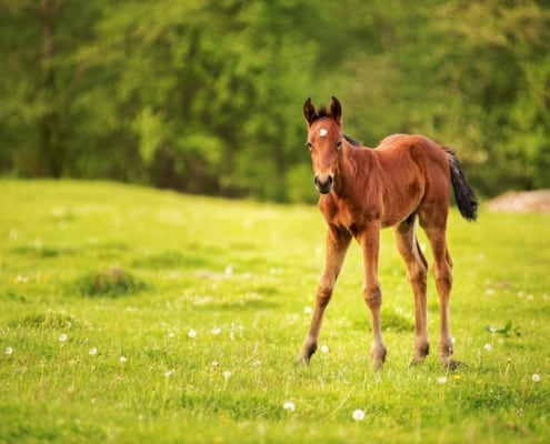 Physitis in Young Horses
