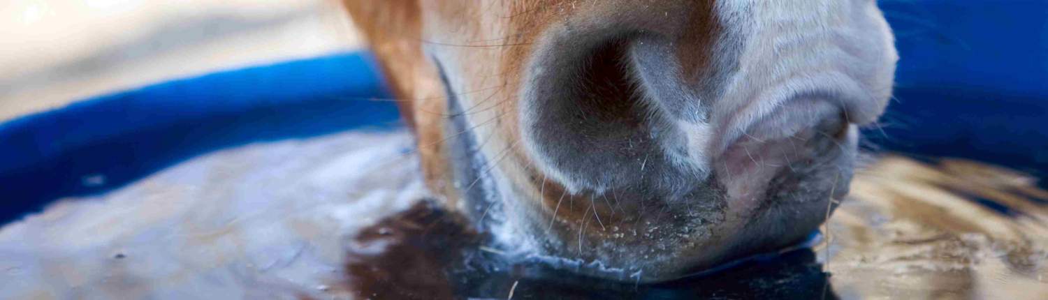 horse drinking water blue bucket hydration lowres