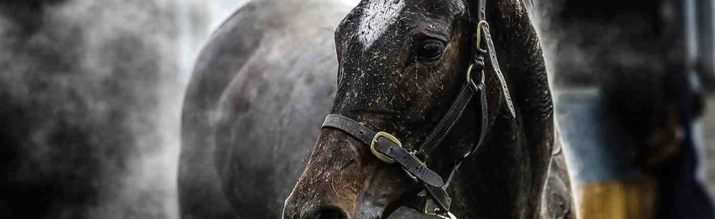 isoton horsesweeat 1