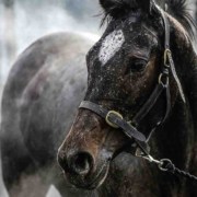 isoton horsesweeat 1