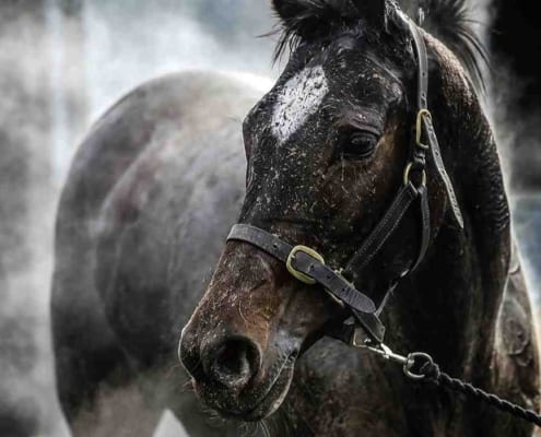 isoton horsesweeat 1