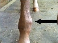 knee joint swollen crop