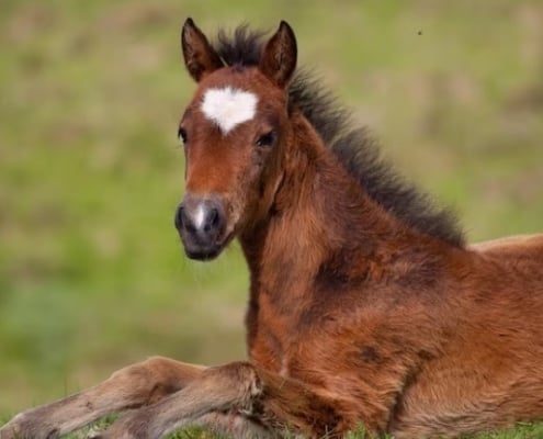 foal free stock wide