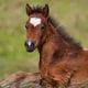 Scour in foals 4 foal free stock wide