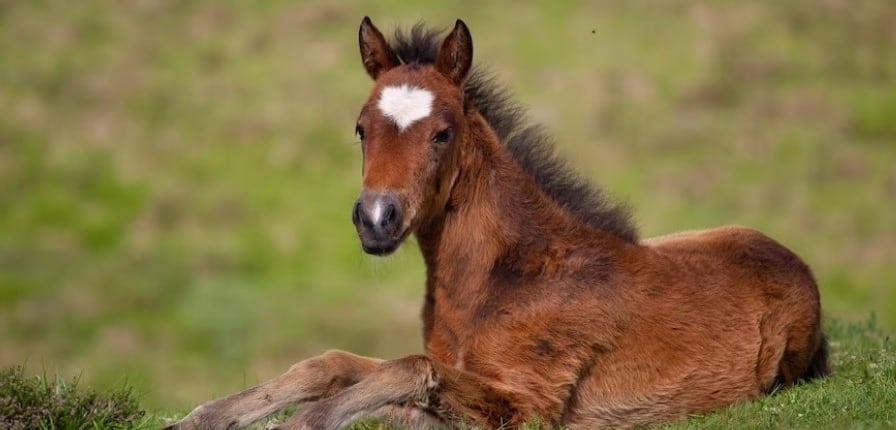 foal free stock wide